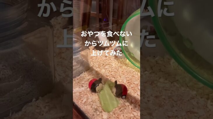 おやつのキャベツを中々食べないから、ツムツムにあげてみたwww