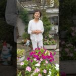 94歳ツムツムおばあちゃん お庭から朝のご挨拶👵❤️❤️🌸🌼