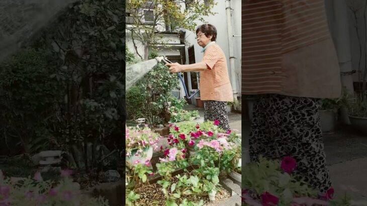 ９４歳ツムツムばあちゃん朝の水💦やり　庭の花に水をやります❗️👵