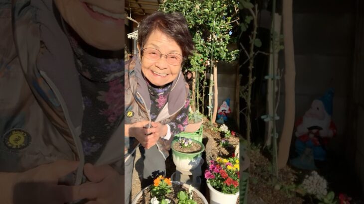 ９４歳ツムツムばあちゃん朝のご挨拶👵私の小さな庭から朝のご挨拶です🌸ようやく植え替え完成❤️これから水やり💦頑張るウーマン💪👵