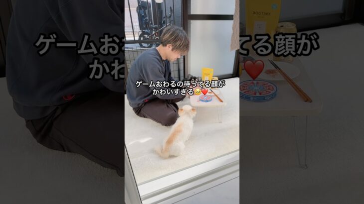 はやくゲームおわれおわれ～ #ショート #ツムツム #シンデレラ #チワワ #ほのぼの #ほっこり #癒し