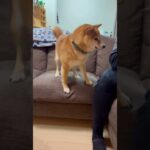 パパのツムツムを邪魔して怒られる兄豆柴