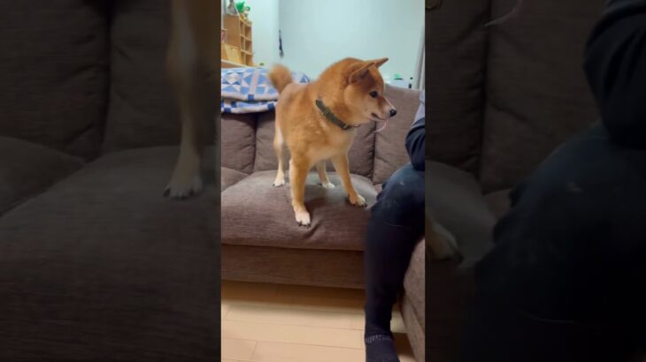 パパのツムツムを邪魔して怒られる兄豆柴